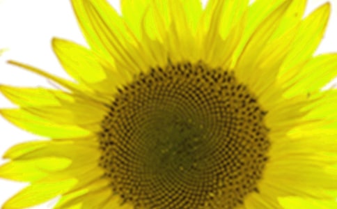 關(guān)于觀察小青菜和矮向日葵的日記