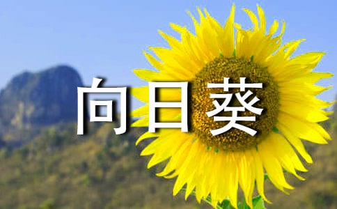 向日葵繞著太陽的作文不少于200字