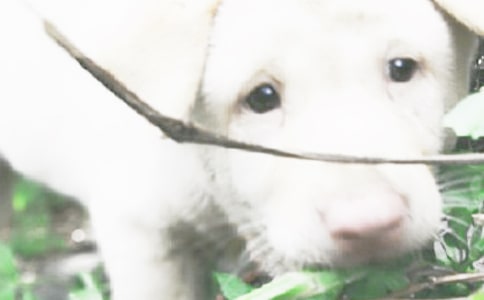 可愛(ài)的小狗小學(xué)生作文