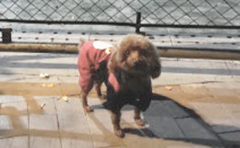 �ɐ�(��i)��С��������300�օR����ƪ