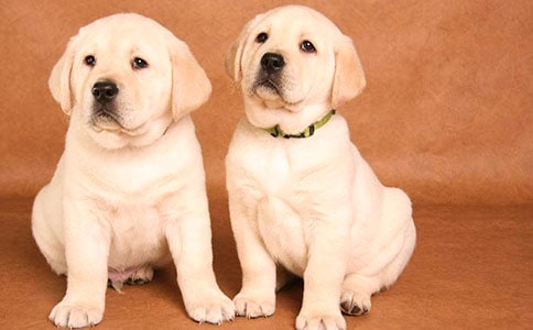 我最喜歡的小狗200字作文