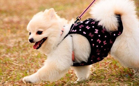 ���x�Ҽҿɐ۵�С������300�օR��7ƪ