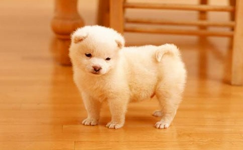 路遇小狗的作文450字