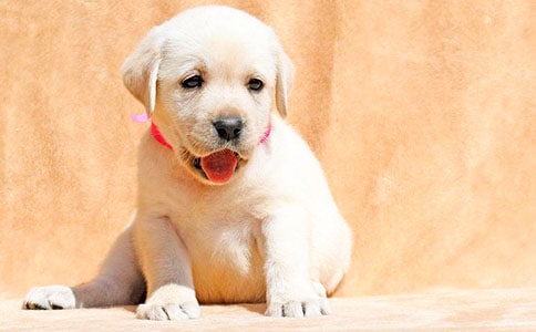 С������350��