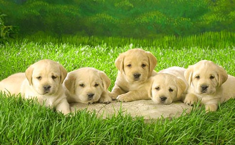 ���P(gu��n)С�����^����ӛ