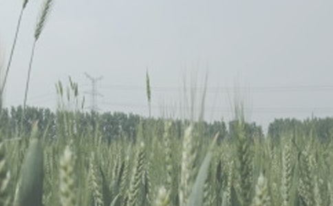 �x�����錧(d��o)��DNA�D(zhu��n)��С������ߵ������RAPD��(bi��o)ӛ����