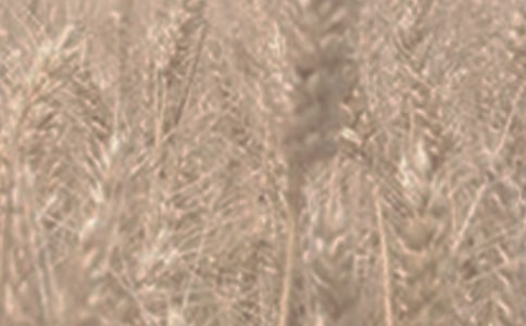 ΢������-���ֱ�x�����ٜy(c��)�����(y��ng)��ɫС���е�΢���}