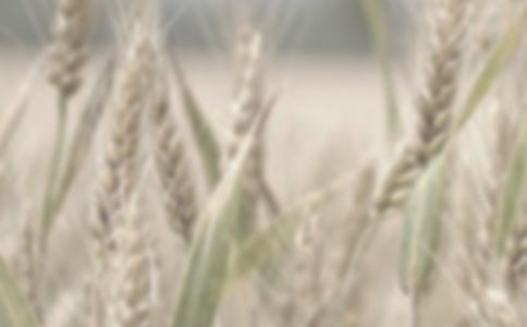 小麥DNA提取方法的比較