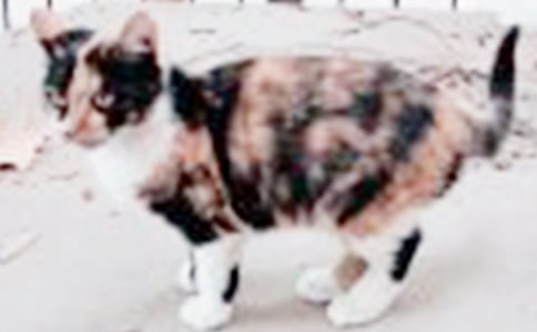 有關(guān)小貓優(yōu)秀作文錦集10篇