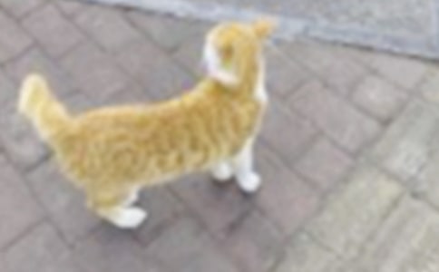 小貓優(yōu)秀作文錦集七篇