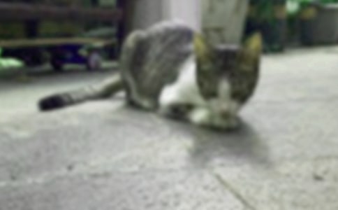 �����x���茑С؈������300�ֺϼ���ƪ