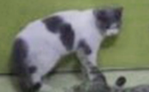 ���xС؈��(y��u)������400�ֺϼ�10ƪ