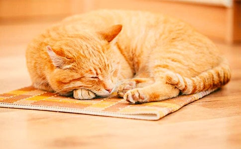 【精華】我家的小貓優(yōu)秀作文6篇