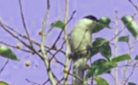 ����һֻС�B����800�֣����x23ƪ��