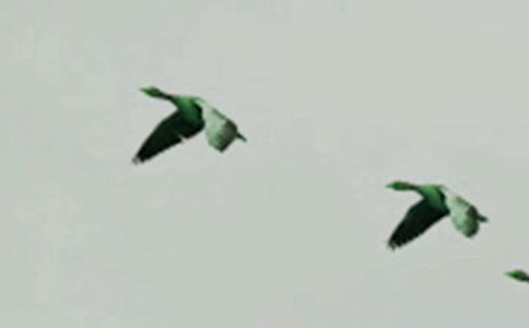 ����Ʒ��С�B��ͯԒ���ĺϼ���ƪ