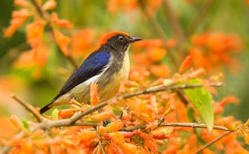 我是一只小鳥優(yōu)秀作文800字(精選31篇)