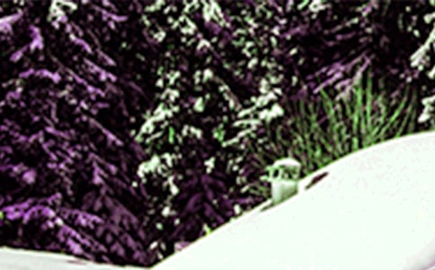 快樂的小雪花作文