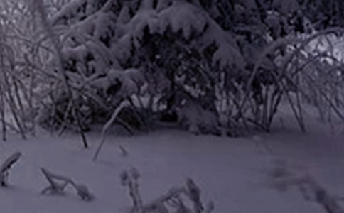 �P(gu��n)��Сѩ��(ji��)���P(gu��n)�ľ��ӣ����x60�䣩