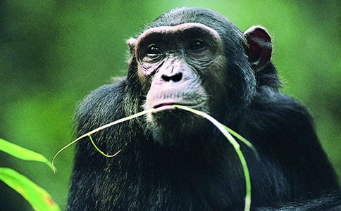 把青春獻(xiàn)給黑猩猩