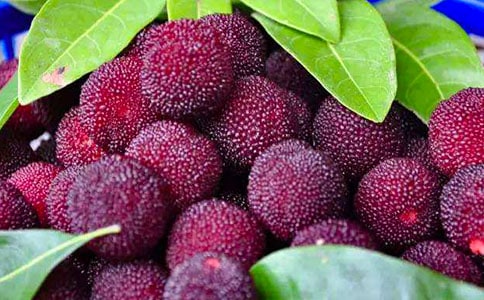 關(guān)于楊梅作文優(yōu)秀(15篇)