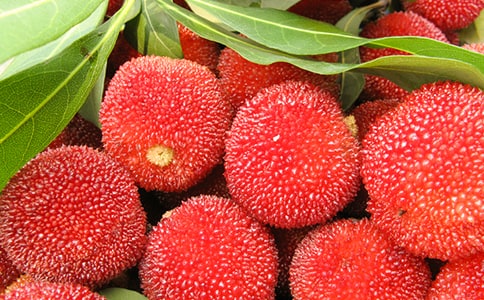 關(guān)于楊梅的作文