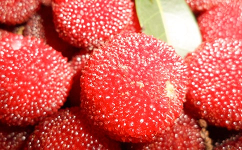 關于楊梅作文(8篇)