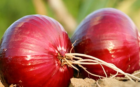 �x���[�^�v�U(xi��n)ӛ�и�300��