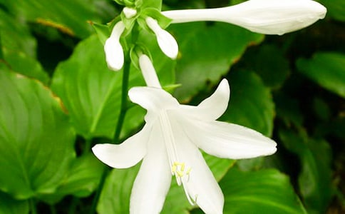 (通用)夜來(lái)香作文11篇