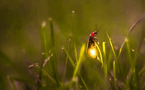 (熱)關于螢火蟲的作文