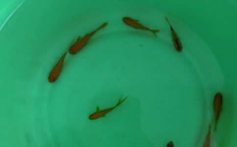 喀斯特山區(qū)鱘魚苗種的培育