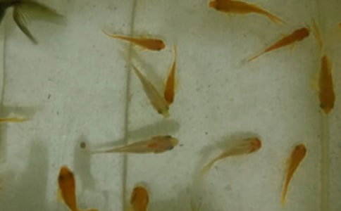 草魚魚苗養(yǎng)至魚種試驗