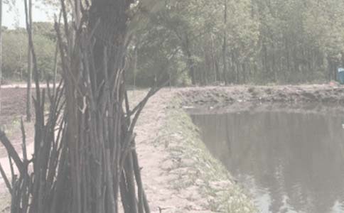 魚塘晚霞寫景作文