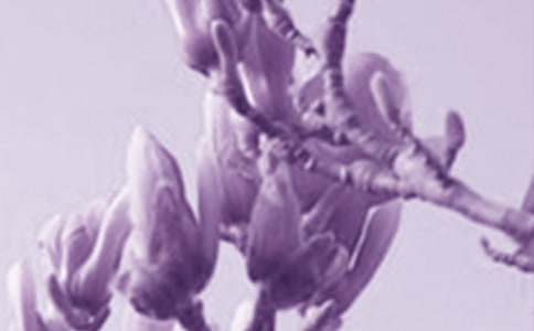 玉蘭花作文(精選24篇)