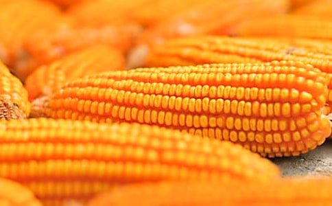 秋天的玉米作文300字7篇