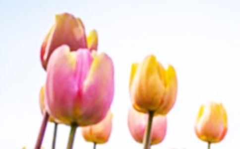 關(guān)于郁金香的作文:郁金香650字花作文