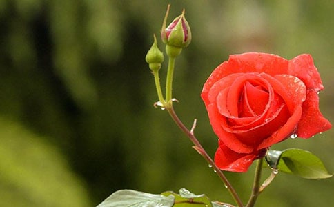 �P���¼�����