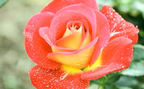 2023年通用形容月季花的句子26條