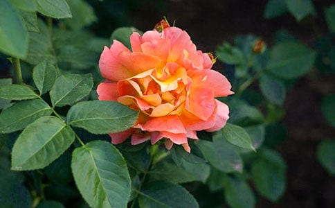 ��(xi��)�¼���������200��