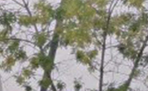 �������簲���Z(y��)