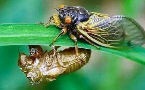 抓知了作文450字