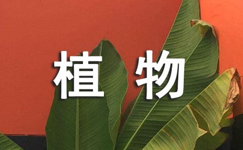 描寫秋天的植物作文錦集7篇