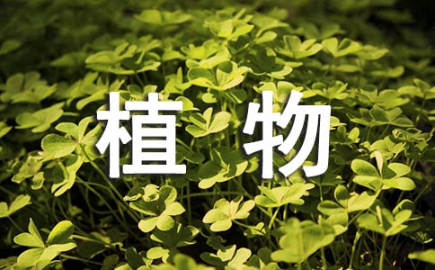 觀察植物作文