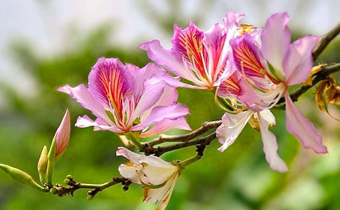 �茑���G��������