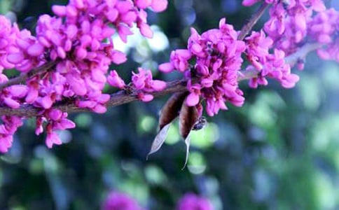 紫荊花作文500字