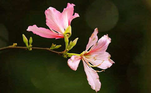 難忘的紫荊花600字作文