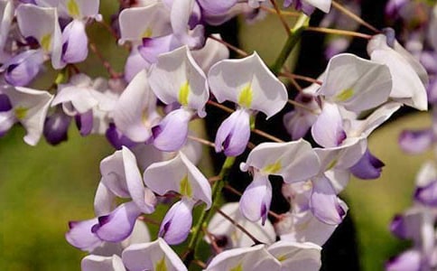 ���ٻ�����