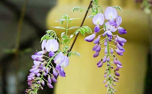 【推薦】紫藤花作文