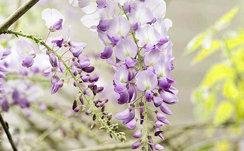 ���ٻ�����[���]]