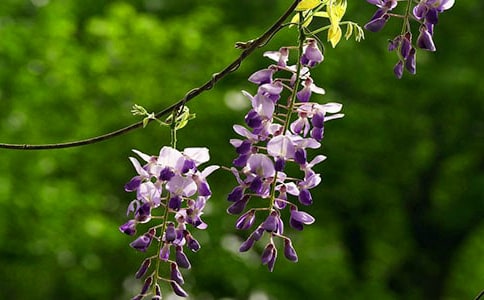 描寫紫藤花的句子