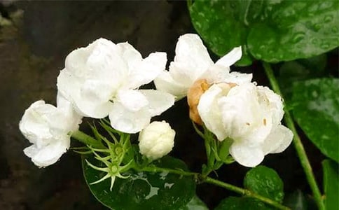 �^�����򻨺��߲���ӛ